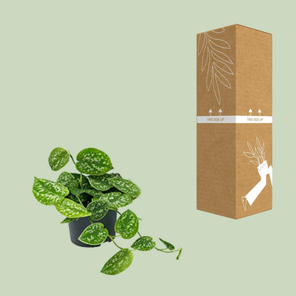 Scindapsus Pictus Argyraeus | [P12-H15]