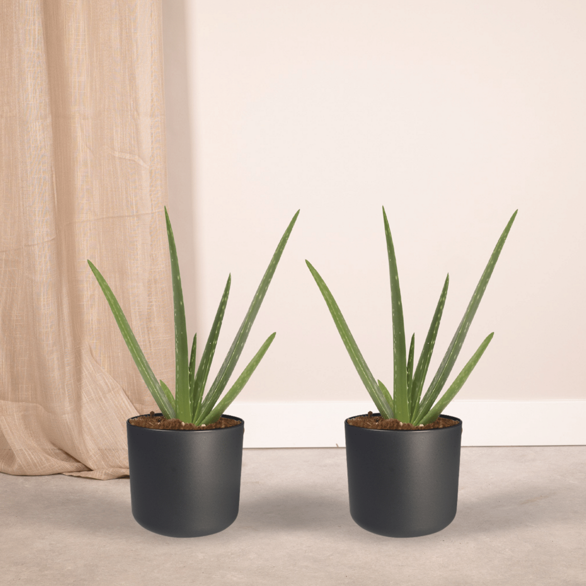 2x aloe vera - succulent - 40cm - Ø12
