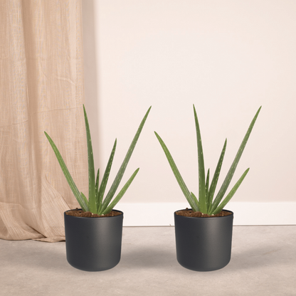 2x aloe vera - succulent - 40cm - Ø12