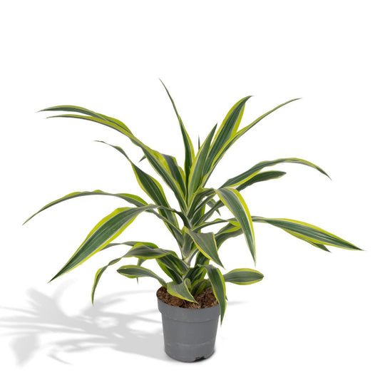 Dracaena Fragrans Lemon Lime - Dragon Tree - Ø17cm - ↕40cm