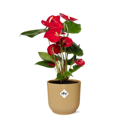 Anthurium Red 12cm in ELHO Vibes Fold 14cm geel