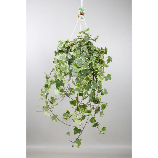 Hedera Helix Gold Child - Hang/XXL - Ø24cm - ↕cm