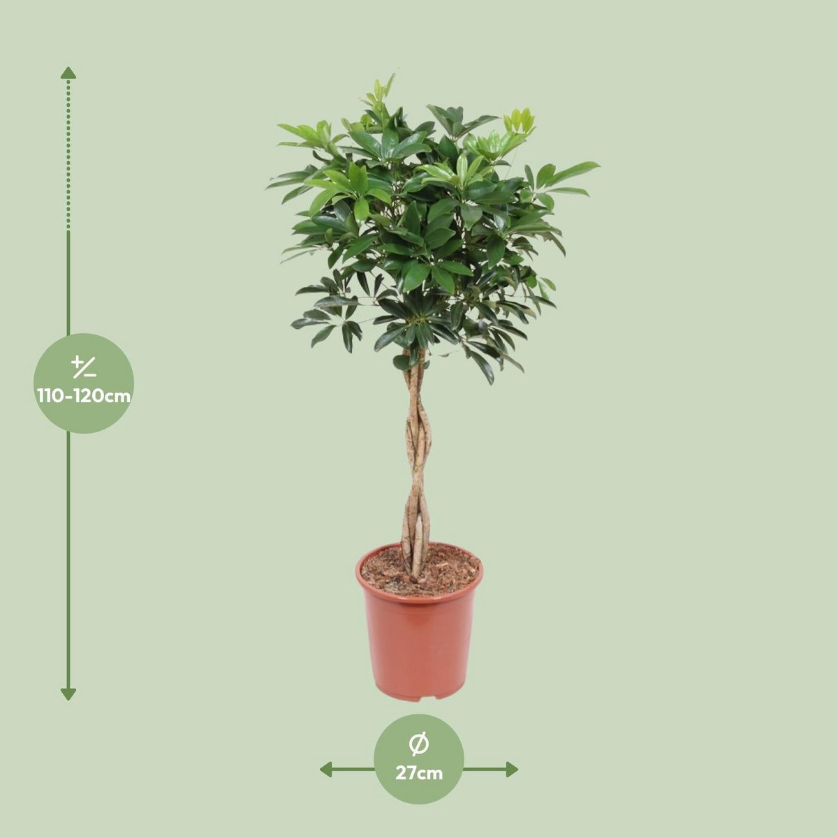 Schefflera Arboricola 'Compacta' | [P27-H120]
