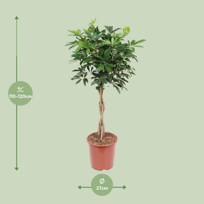 Schefflera Arboricola 'Compacta' | [P27-H120]