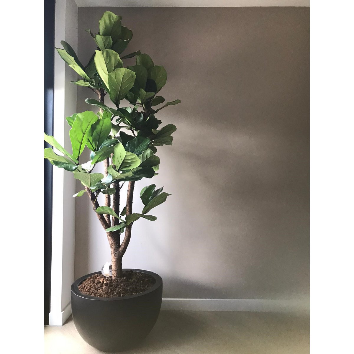 Plantenpot - Louisiana black