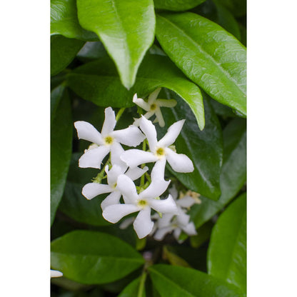 2x - Trachelospermum 'Star of Venice' - ↨65cm - Ø15