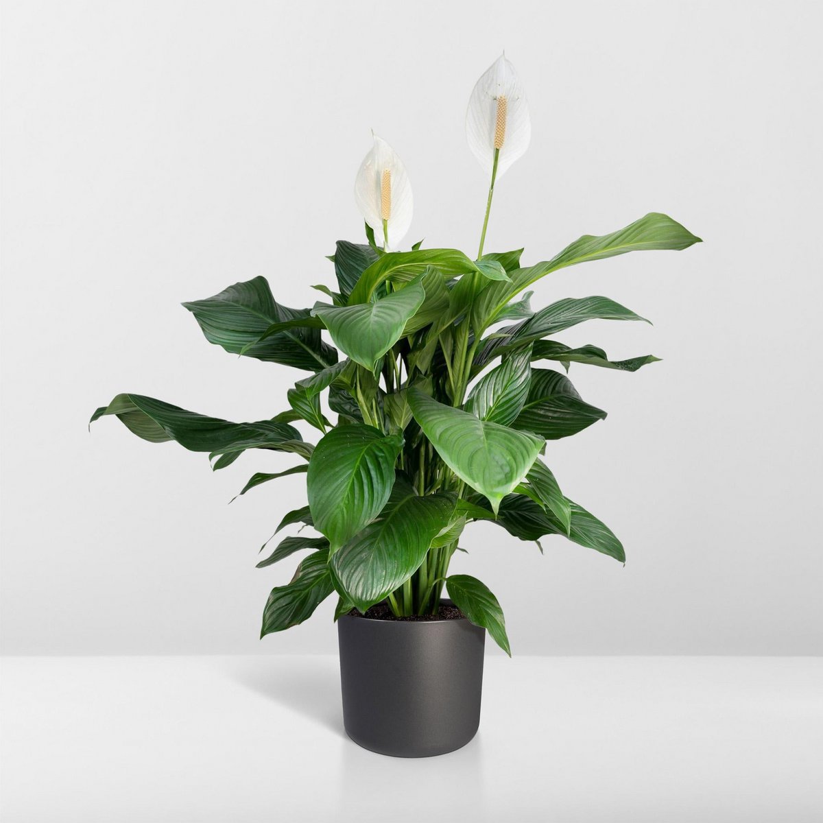 Spathiphyllum - Peace Lily - ø19cm - ↕80cm