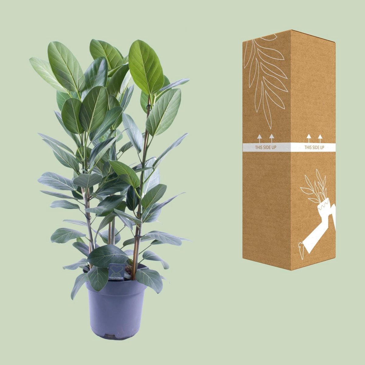 Ficus Audrey Tuft 3 cuttings - Ø27cm - ↕105cm