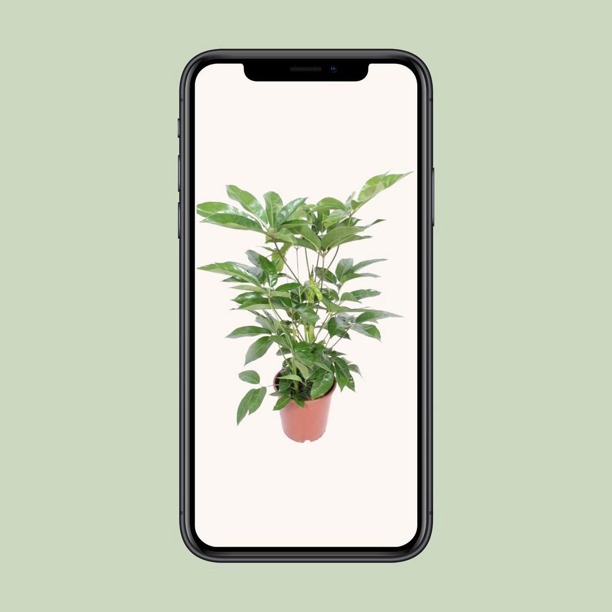 Schefflera Actinophylla 'Amate' | [P24-H100]