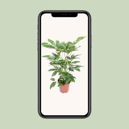 Schefflera Actinophylla 'Amate' | [P24-H100]