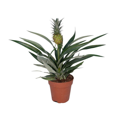 Bromelia pineapple - Ø12cm - ↕30cm