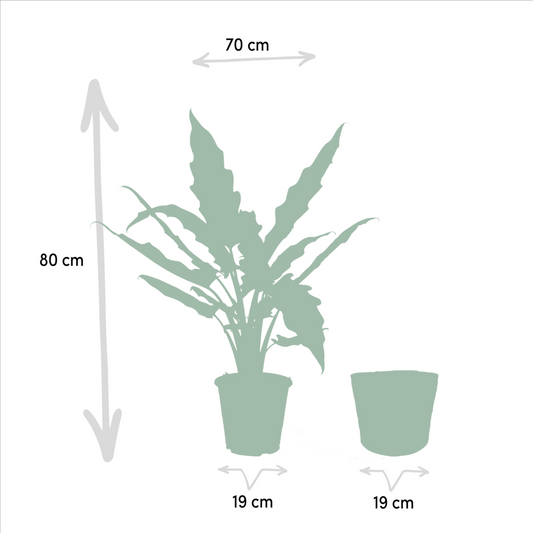 Alocasia Cucullata - Ø19cm - ↕60cm + Alocasia Lauterbachiana - Ø19cm - ↕75cm + Mand Selin