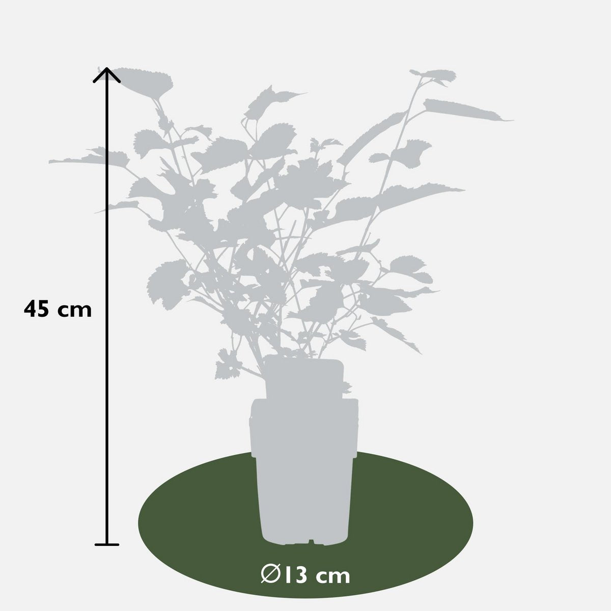 Morus nigra Mulle - Ø13cm - ↕45cm