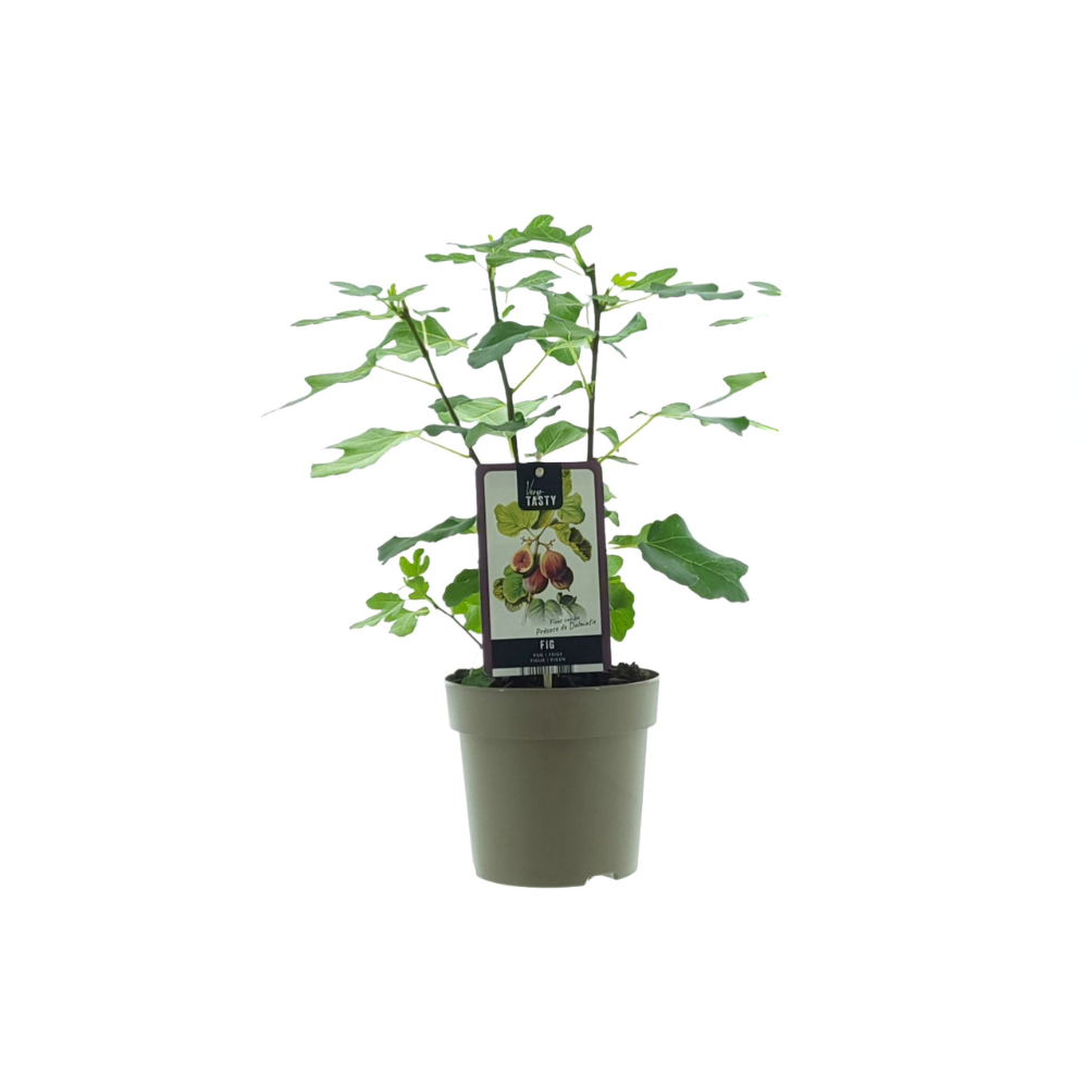 Ficus Precose De Dalmatie - Ø15cm - ↕40cm