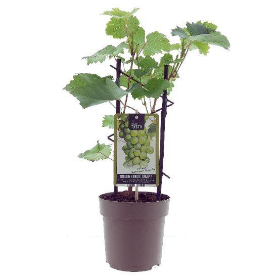 Promo - Vitis Muscaat de Alexandrie -ø15cm - ↕40cm