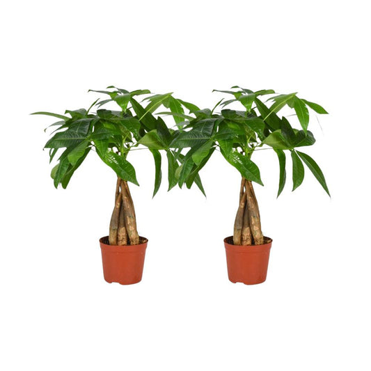Pachira Aquatica Wredt Stam - 2 pieces - Ø12cm - ↕35cm
