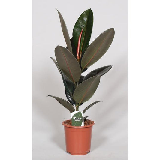 Ficus Elastica Abidjan - Ø17cm - ↕60cm