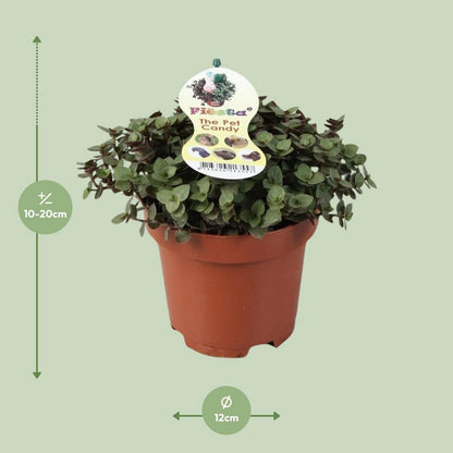 Calissia Repens | [P12-H17]