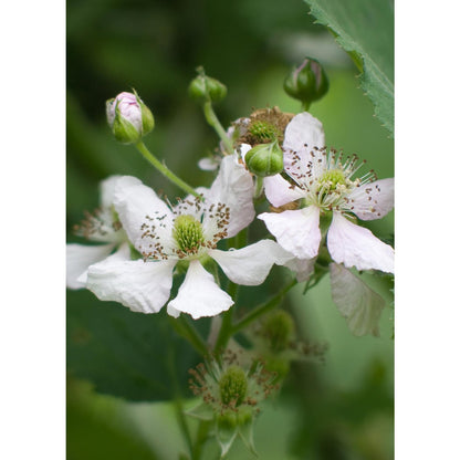 Rubus fruticosus 'Thornless Evergreen' - ↕45cm - Ø13