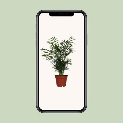 Chamaedorea Elegans - Ø17cm - ↕55cm
