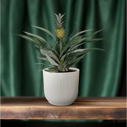 Bromelia pineapple - Ø12cm - ↕30cm