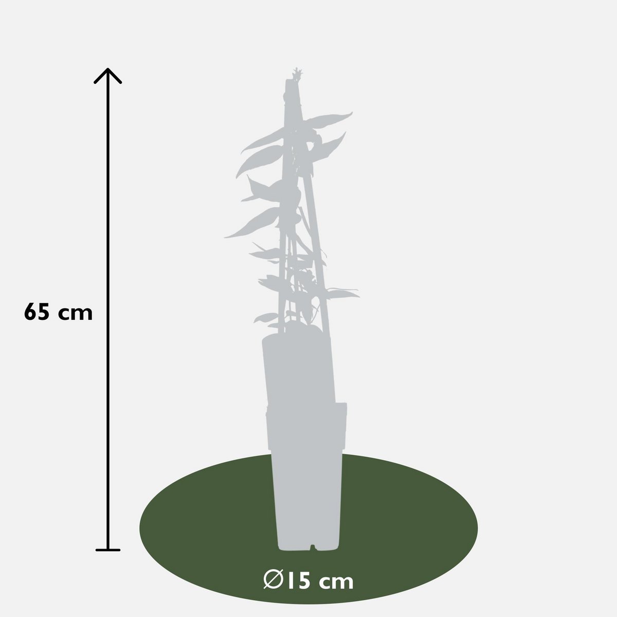 Lonicera henryi - ↕65cm - Ø15