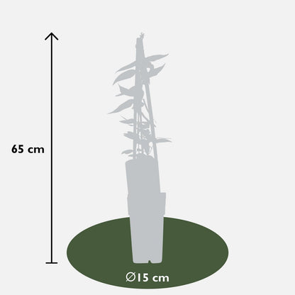Lonicera henryi - ↕65cm - Ø15