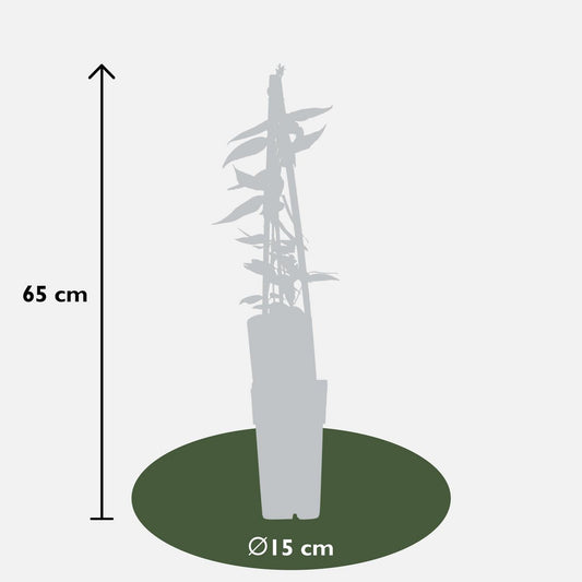 Lonicera henryi - ↕65cm - Ø15