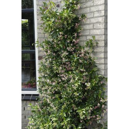 Trachelospermum 'Star of Ibiza' - ↕65cm - Ø15