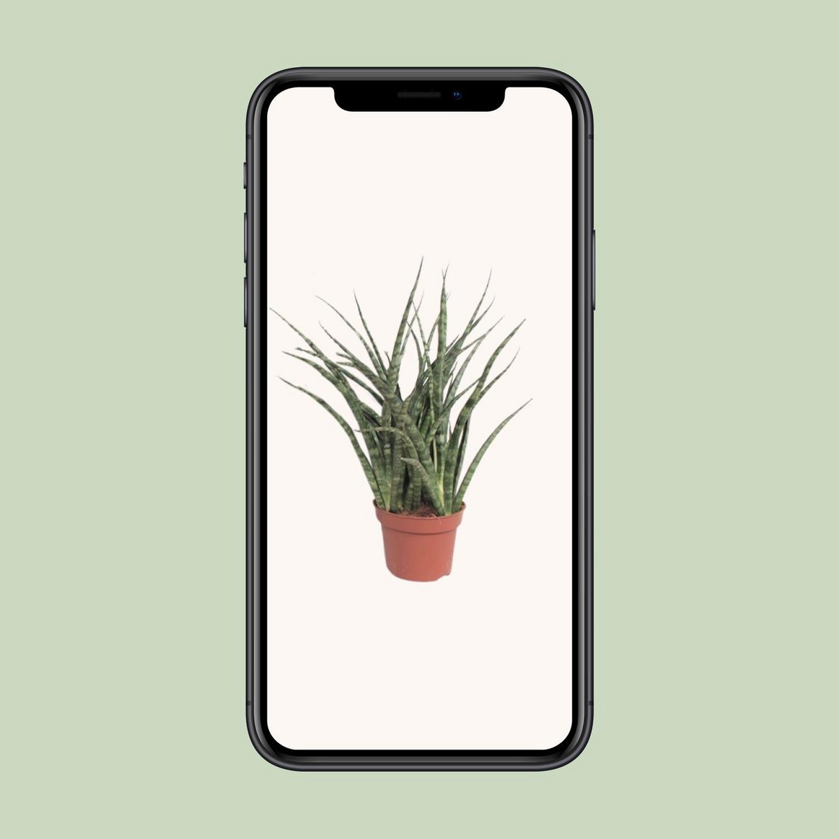 Sansevieria Fernwood Punk | [P12-H35]