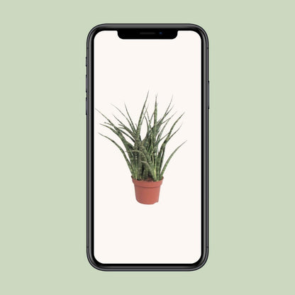 Sansevieria Fernwood Punk | [P12-H35]