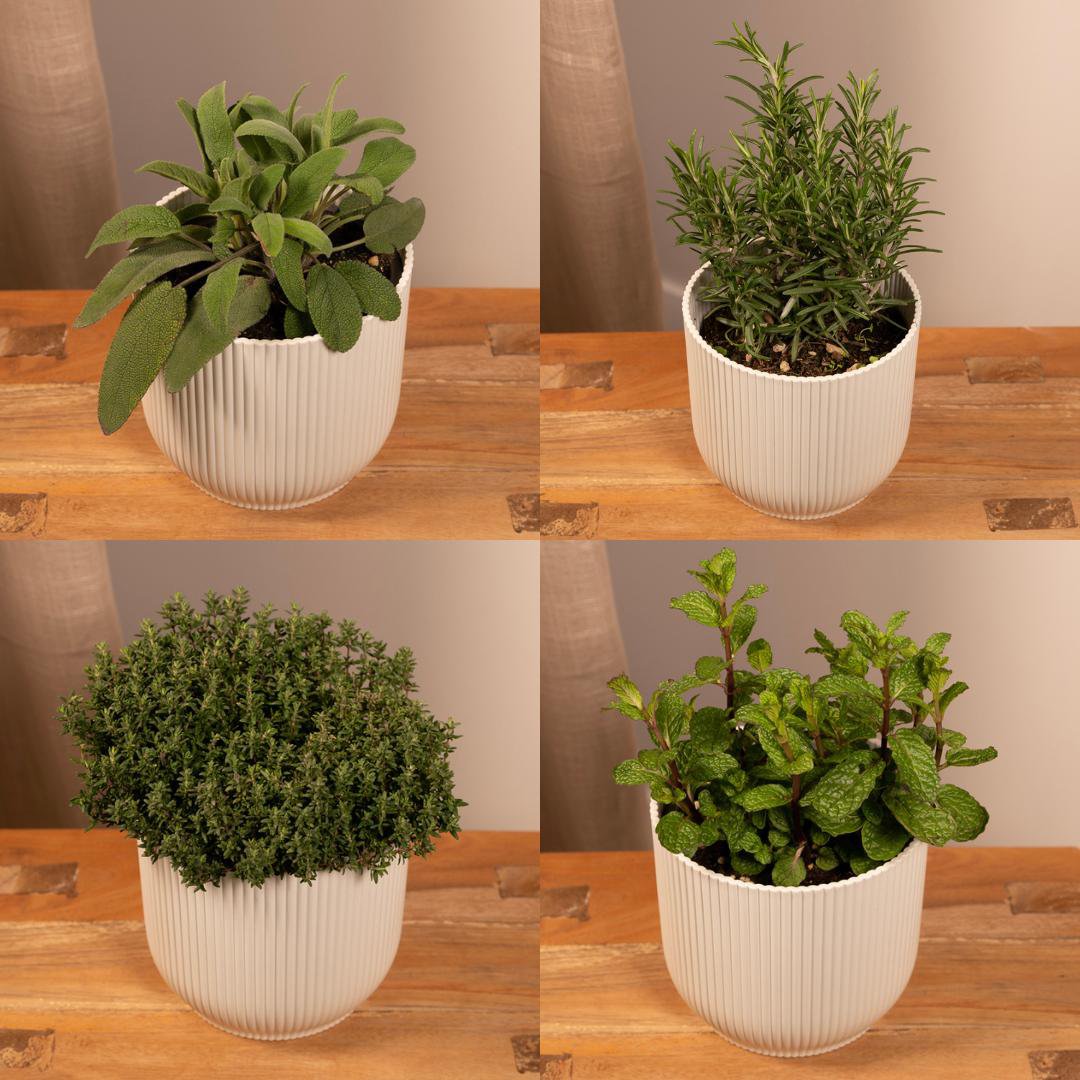 Garden herb mix - 4 pieces - Ø14cm - ↕18cm