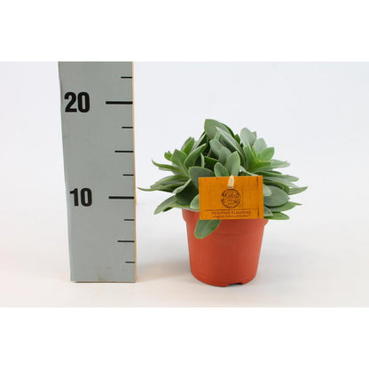Senecio Cephalophorus - Ø10,5cm - ↕15cm