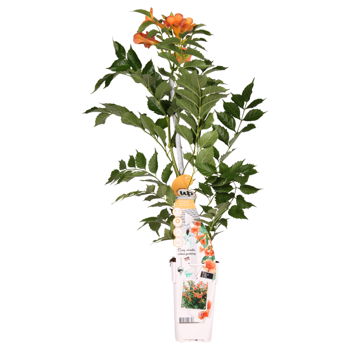 Campsis Indian Summer - Trumpet flour Orange - Ø15cm - ↕65cm - Ø15 - ↨65cm