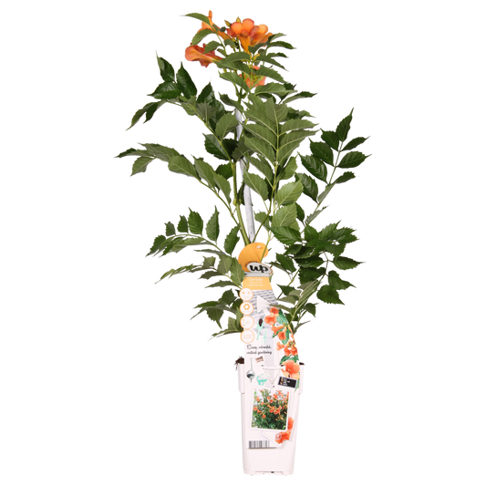 Campsis Indian Summer - Trumpet flour Orange - Ø15cm - ↕65cm - Ø15 - ↨65cm
