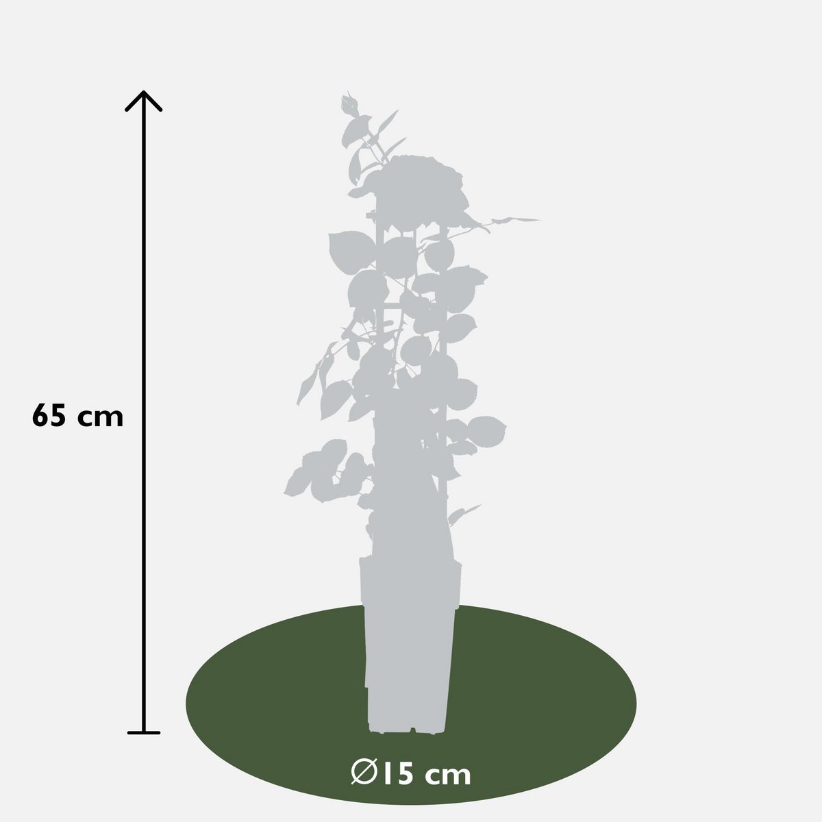 3x - Rosa mix - ↨65cm,Ø15