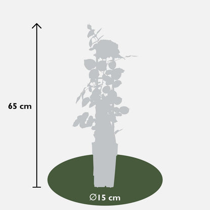 3x - Rosa mix - ↨65cm,Ø15