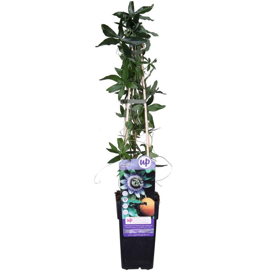 Passiflora blue - ↨65cm - ø15