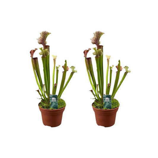 Sarracenia Judith Hindle - 2 stuks - Ø12cm - ↕30cm