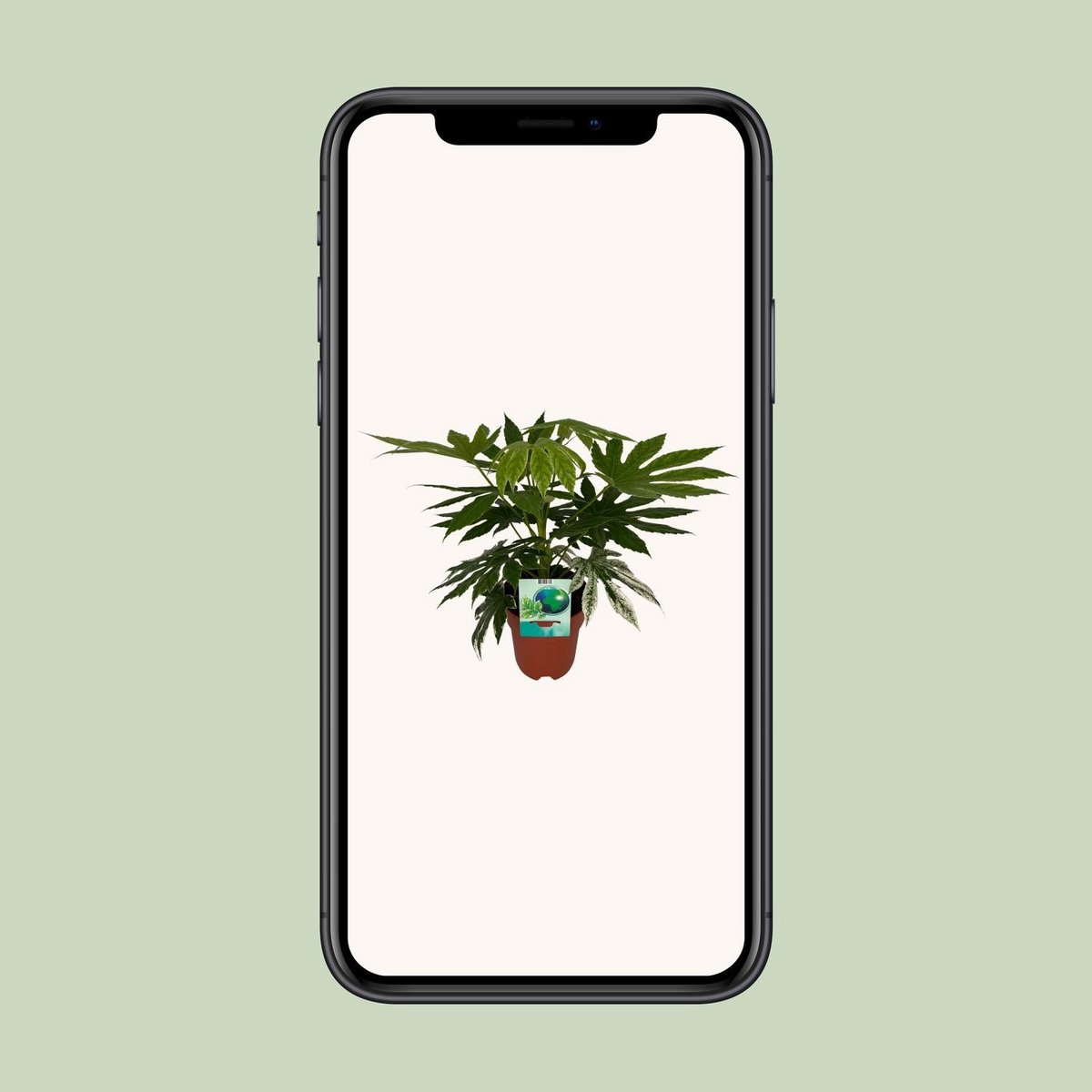 WSTKB [P19-H60] Fatsia SpiderWeb
