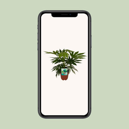 WSTKB [P19-H60] Fatsia SpiderWeb