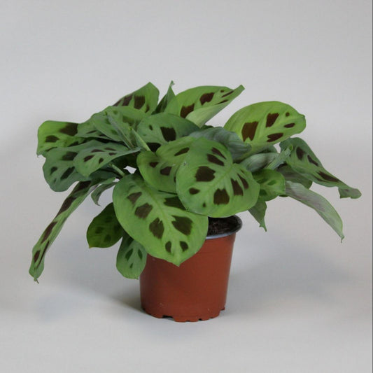Maranta Leuconeura Kerchoveana - Ø12cm - ↕30cm