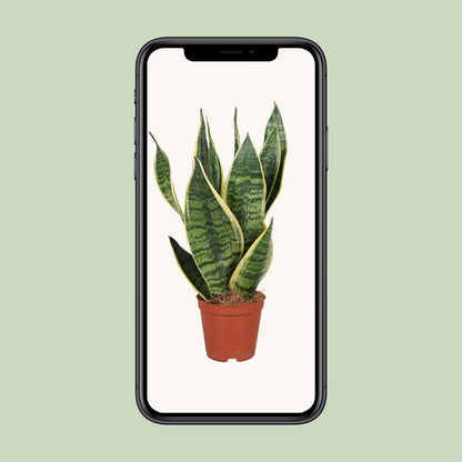 Sansevieria Futura Superba | [P12-H40]