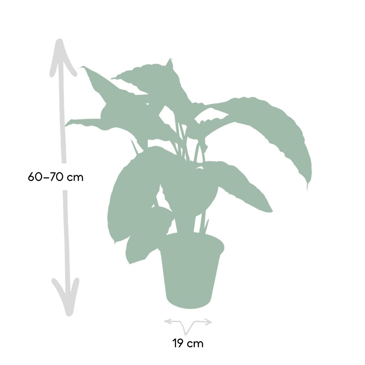 Calathea Warscewiczii - Peacock plant - Ø19cm - ↕70cm