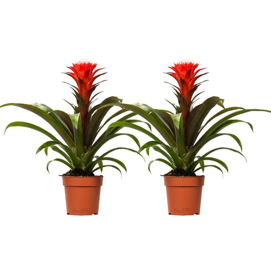 Guzmania Hope - 2 stuks - Ø12cm - ↕40cm