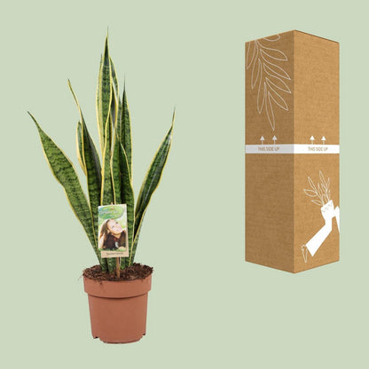 Sansevieria Laurentii | [P17-H60]