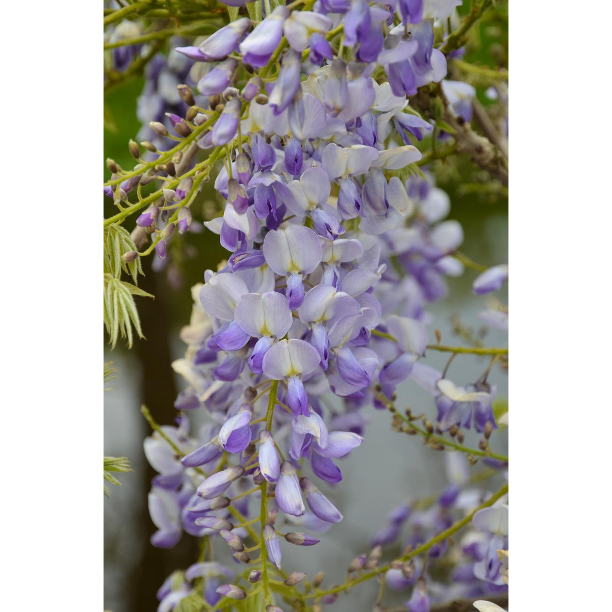 2x Wisteria sinensis 'Caroline' - ↨65cm - Ø15
