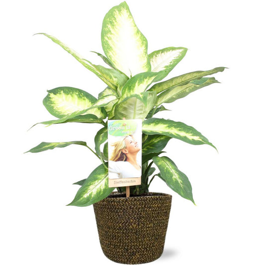 Dieffenbachia Camilla - Ø17cm - ↕45cm + Selin Pot D18x16cm - Black