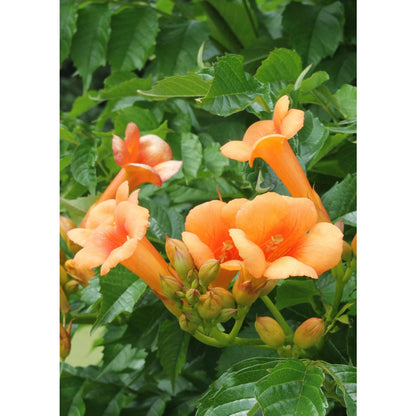 Campsis Indian Summer - Trumpet flour Orange - Ø15cm - ↕65cm - Ø15 - ↨65cm