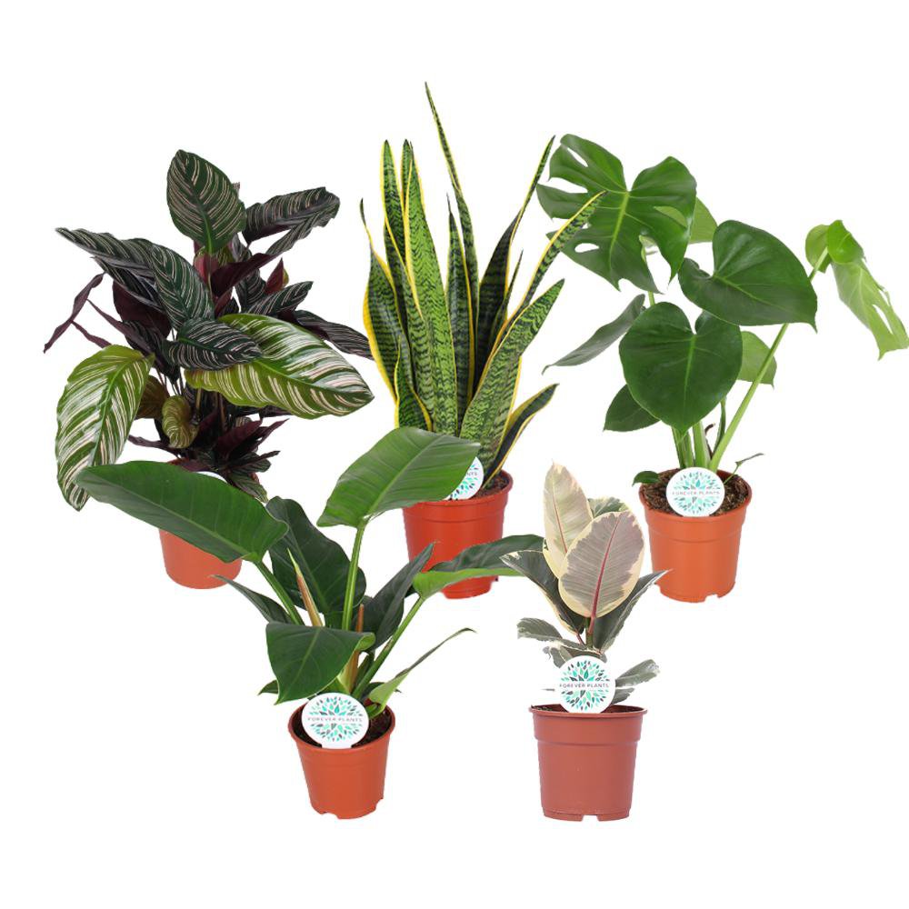 Houseplants Mix Elegance of the Leaf - 5 pieces - Ø17cm - ↕50-60cm